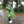 Chubasquero Verde Militar